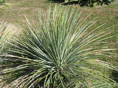 Agave striata