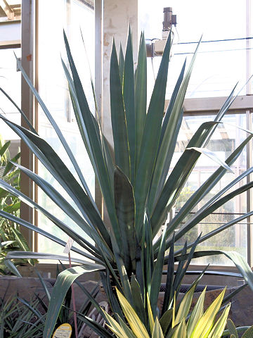 Agave tequilana