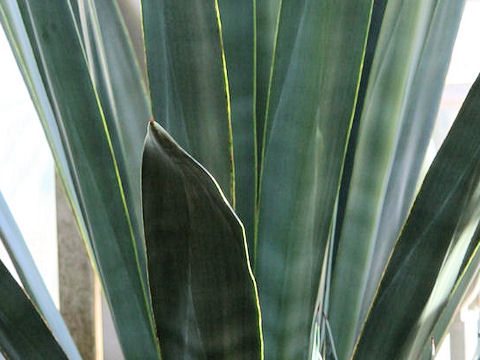 Agave tequilana