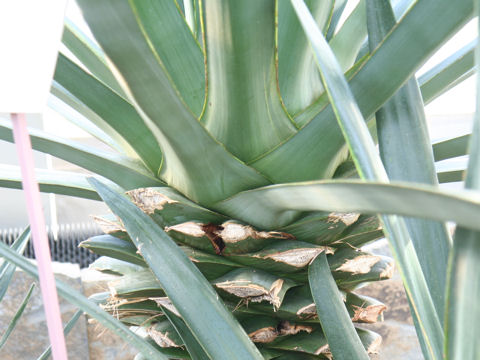 Agave tequilana