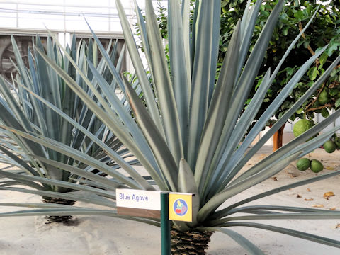 Agave tequilana