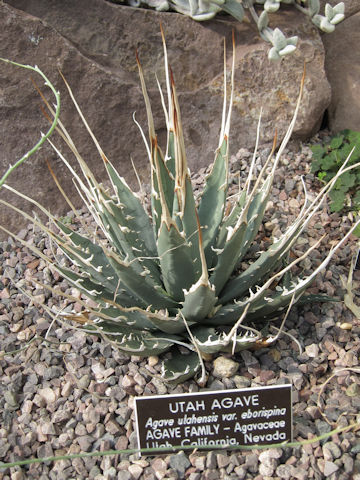 Agave utahensis var. eborispina