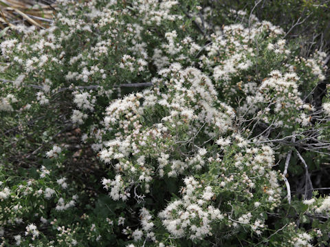 Ageratina havanensis