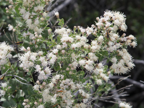 Ageratina havanensis