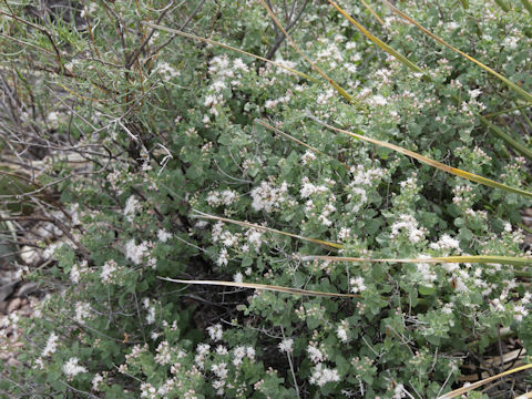 Ageratina havanensis