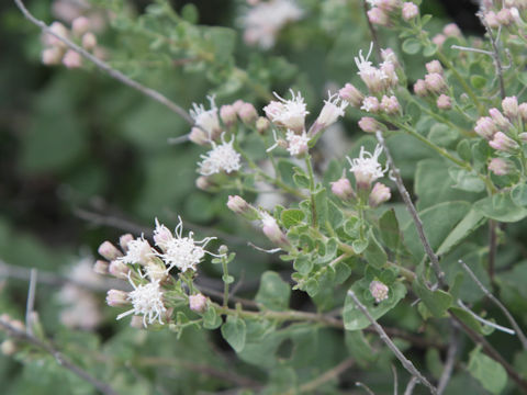 Ageratina havanensis