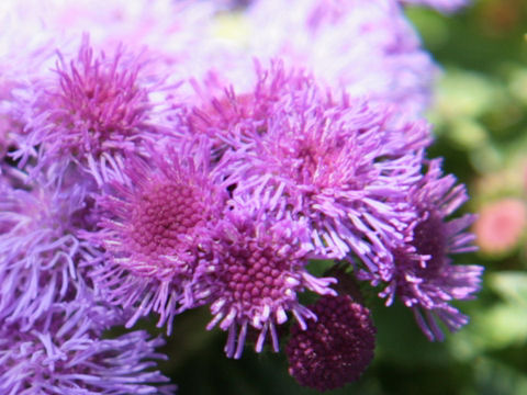 Ageratum houstonianum