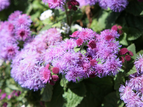 Ageratum houstonianum