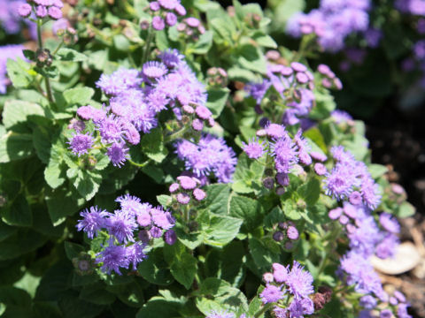 Ageratum houstonianum