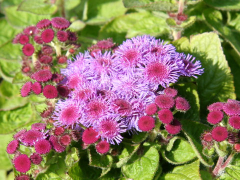 Ageratum houstonianum