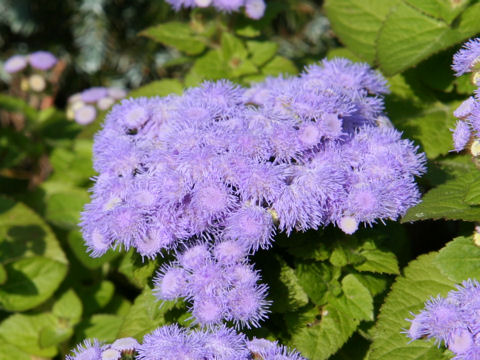 Ageratum houstonianum