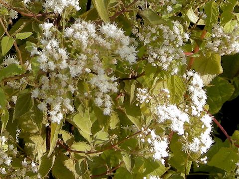 Ageratum houstonianum