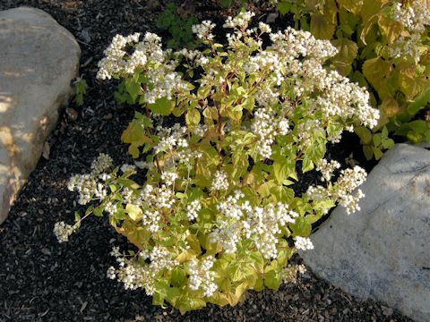 Ageratum houstonianum