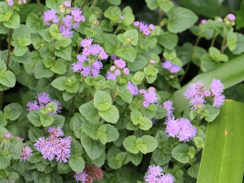 Ageratum houstonianum