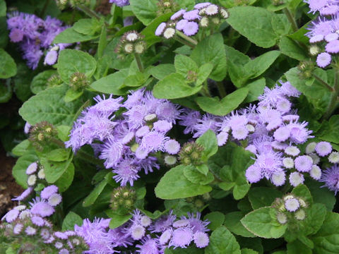 Ageratum houstonianum