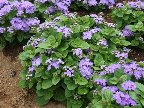 Ageratum houstonianum