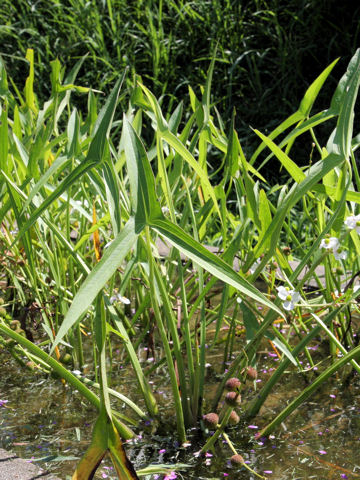 Sagittaria aginashi