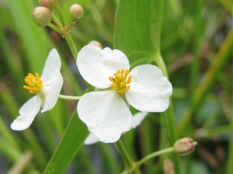 Sagittaria aginashi