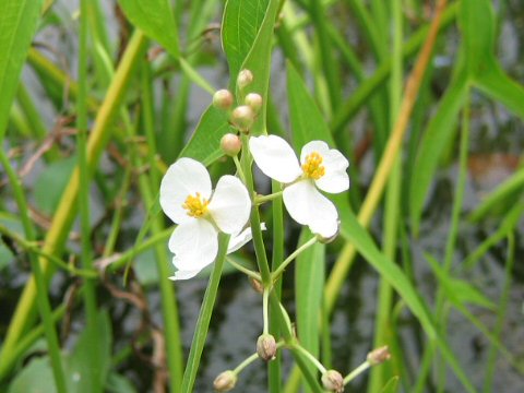 Sagittaria aginashi