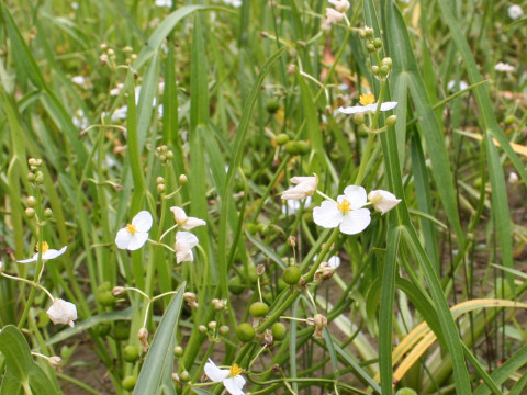 Sagittaria aginashi