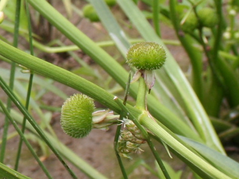 Sagittaria aginashi