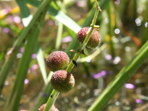 Sagittaria aginashi