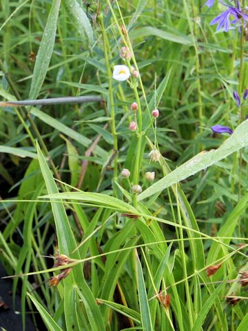 Sagittaria aginashi