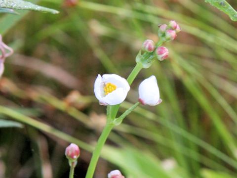 Sagittaria aginashi