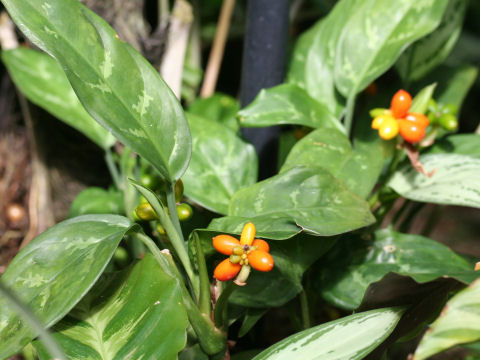 Aglaonema commutatum var. elegans