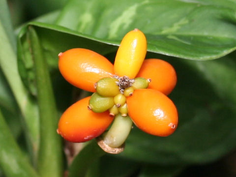 Aglaonema commutatum var. elegans