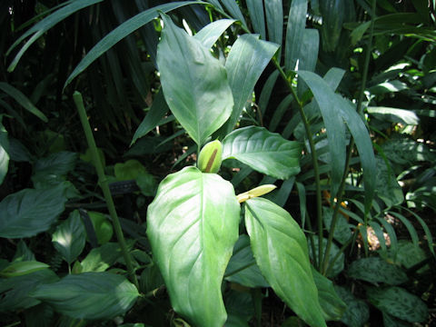 Aglaonema simplex