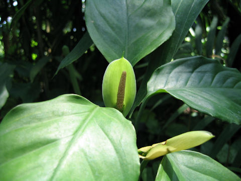 Aglaonema simplex