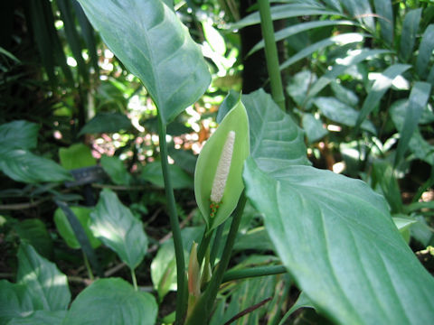 Aglaonema simplex