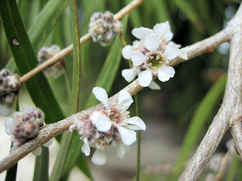 Agonis flexuosa