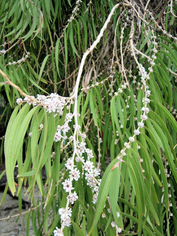 Agonis flexuosa