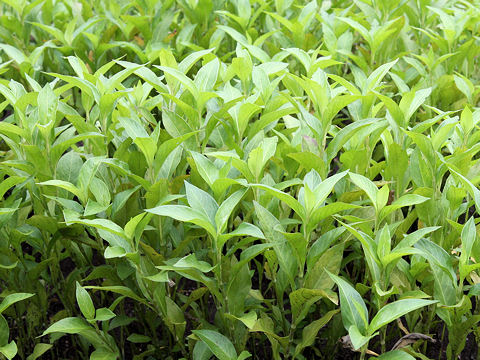 Polygonum tinctorium