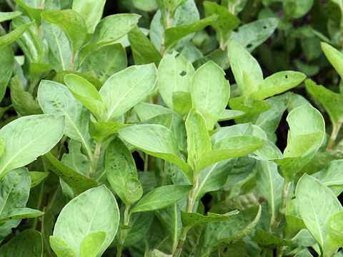 Polygonum tinctorium