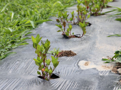 Polygonum tinctorium