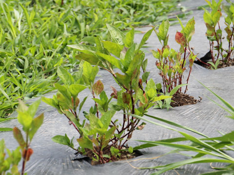 Polygonum tinctorium