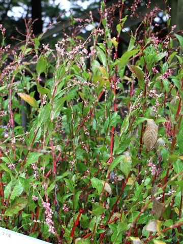 Polygonum tinctorium