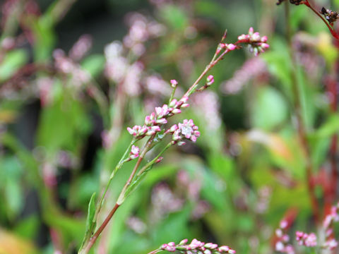 Polygonum tinctorium