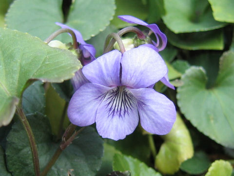 Viola sacchalinensis