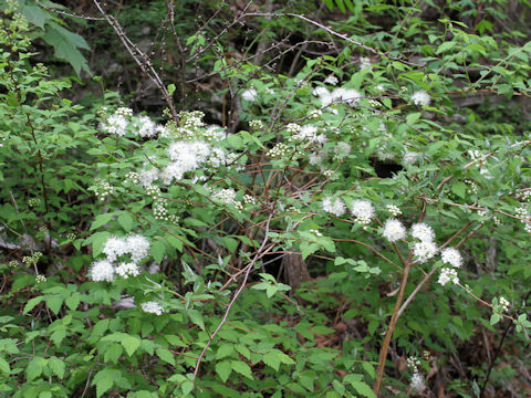 Spiraea chamaedryfolia var. pilosa