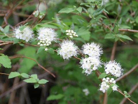 Spiraea chamaedryfolia var. pilosa