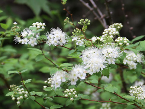 Spiraea chamaedryfolia var. pilosa