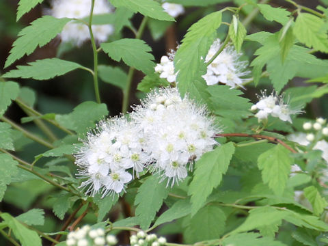 Spiraea chamaedryfolia var. pilosa