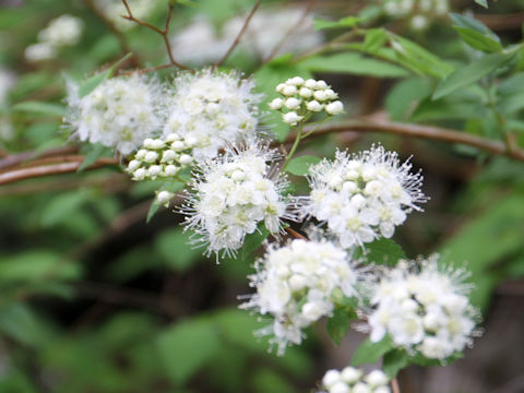 Spiraea chamaedryfolia var. pilosa