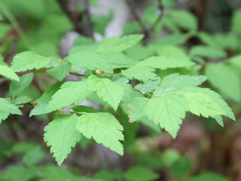 Spiraea chamaedryfolia var. pilosa