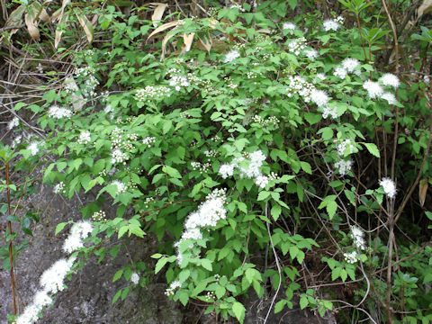 Spiraea chamaedryfolia var. pilosa