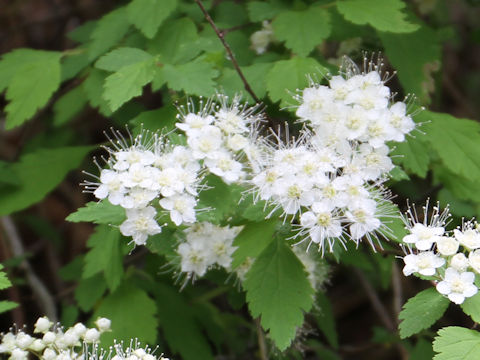 Spiraea chamaedryfolia var. pilosa